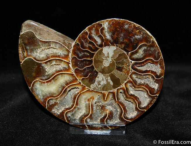 Beautiful Crystal Lined Ammonite (Half) #370